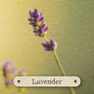 Apothecary Flashcards : A Pocket Reference for Herbs