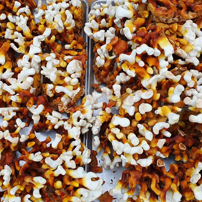 Mushroom Grow-at-Home Kit | Antler Reishi