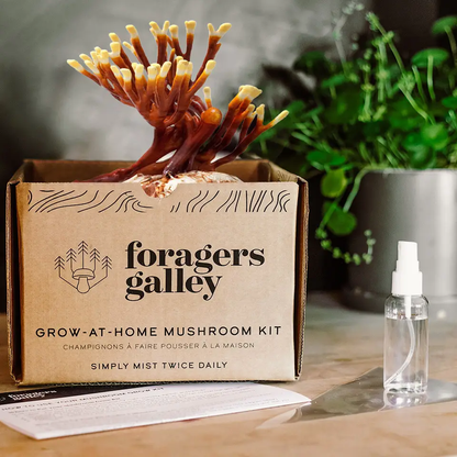 Mushroom Grow-at-Home Kit | Antler Reishi