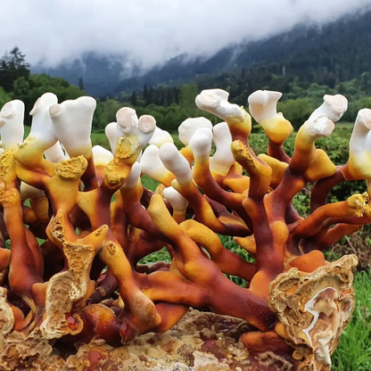 Mushroom Grow-at-Home Kit | Antler Reishi
