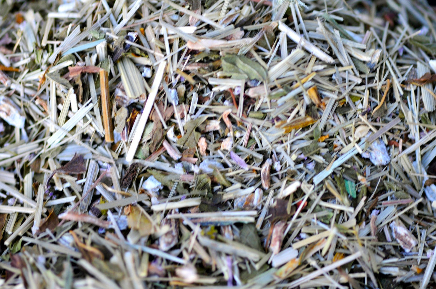 Healer's Collection - ImmuniTEA blend | Lemongrass & Echinacea
